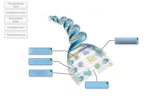 what is dna quizlet|More.